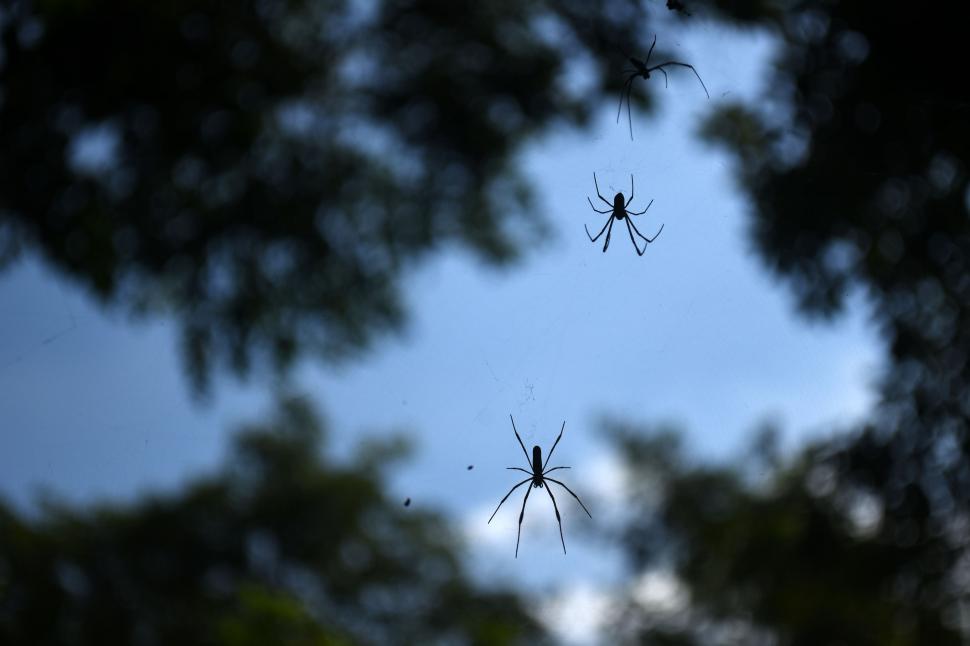 NEPHILAS CLAVIPES. Es el nombre científico de la “araña de la seda dorada”. Están por todas partes en el Jardín. Estos son tres machos.