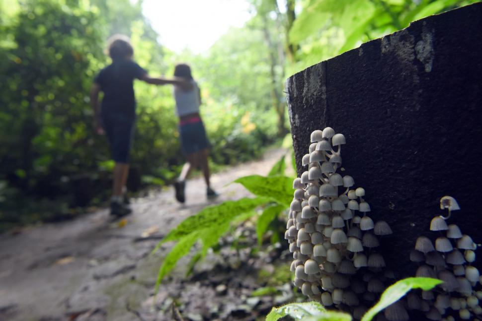 COPRINUS DISSEMINATUS. Es un hongo pequeño (no llega a sobrepasar los 3 centímetros) que crece formando racimos. No tiene valor comestible. Hay quienes los llaman “sombrillitas”. 