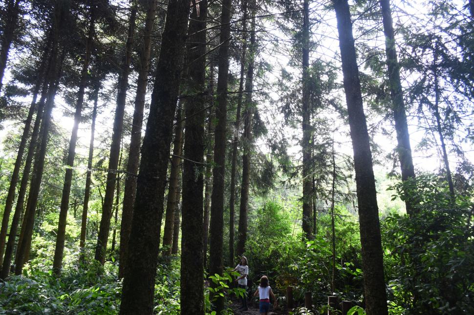 POR EL BOSQUE DE ARAUCARIAS. Los ejemplares altísimos mantienen al sol bien escondido. Es uno de los segmentos más frescos de la caminata.