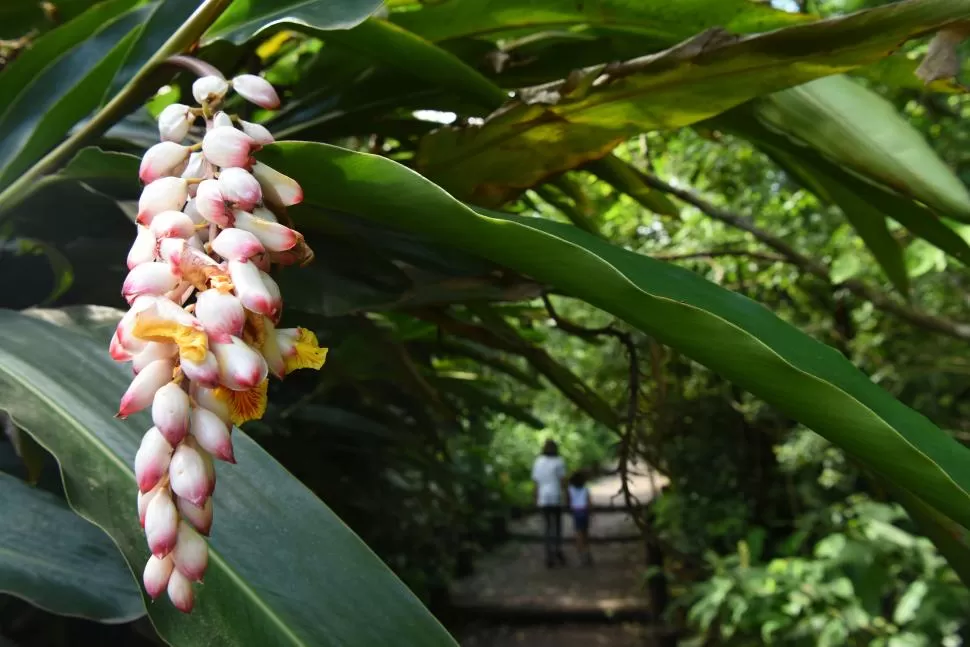 BELLAS Y FRAGANTES. El falso cardamomo (Aframomum corrorima) es oriundo de África. Una de las tantas especies exóticas que tiene el Jardín. LA GACETA / FOTOs De DIEGO ÁRAOZ