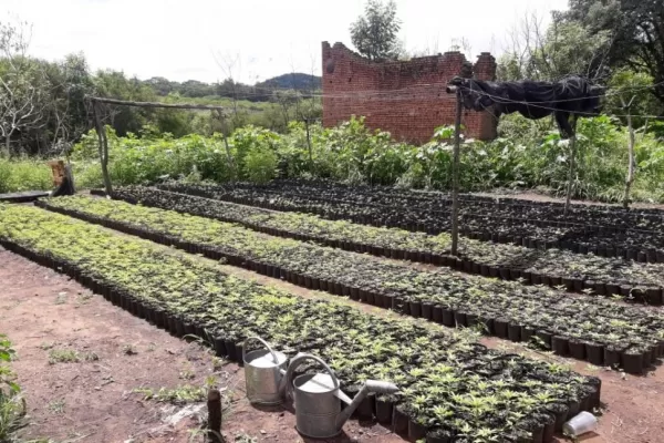 Jujuy: hallan 2.515 plantas de cannabis y 7.500 plantines