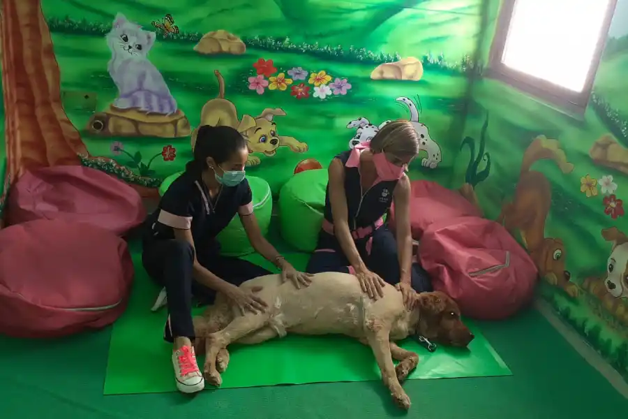 Qué hacer con el cuerpo de tu mascota cuando muere