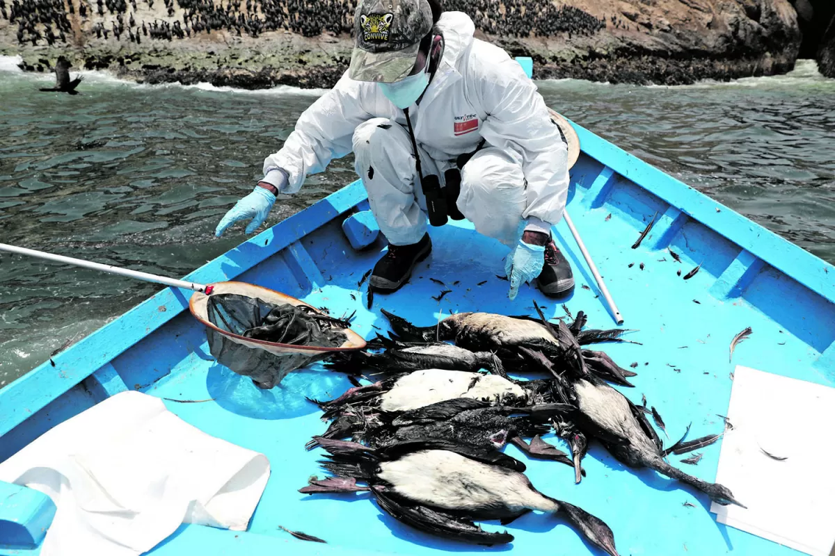 Un derrame de petróleo sigue matando aves en Perú