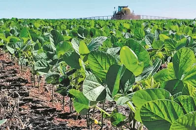 Crítica situación para la soja en la parte norte de la zona núcleo