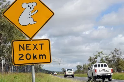 Australia advierte que los koalas están en peligro de extinción