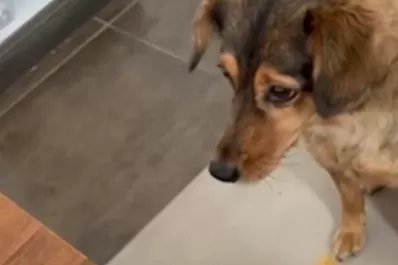 De Tucumán a Inglaterra: la perrita Mara, fanática de Paw Patrol, cruzó el charco