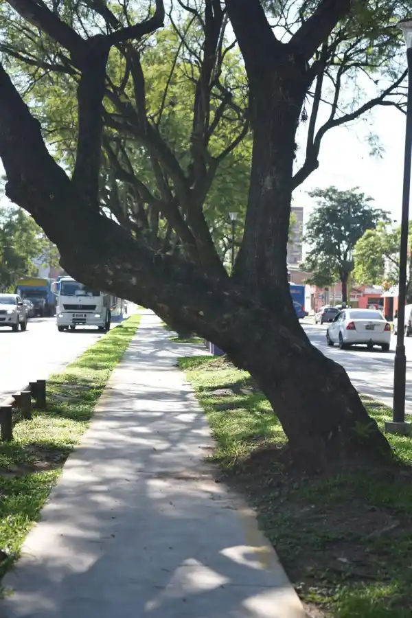 OBSTÁCULO. No se puede talar el árbol ni invadir la avenida. Por eso en este tramo de la Kirchner los pedalistas están obligados a maniobrar.
