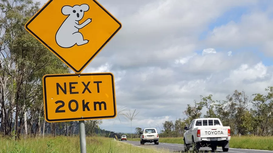 El koala es un símbolo reconocido internacionalmente de la fauna única de Australia. Foto tomada de Télam