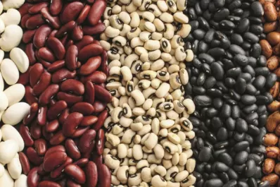 El poroto: un plan B cuando el clima no ayuda