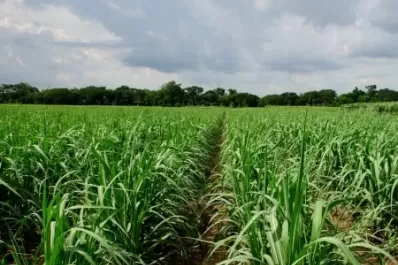 Caña de azúcar: momento clave para combatir al “perforador”