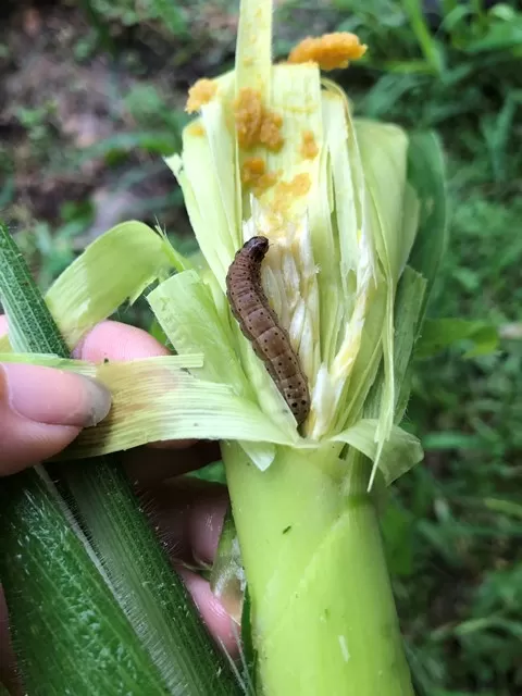 ALERTA. El “cogollero” causa daños en las fases reproductivas de floración y de desarrollo de las espigas del maíz. 