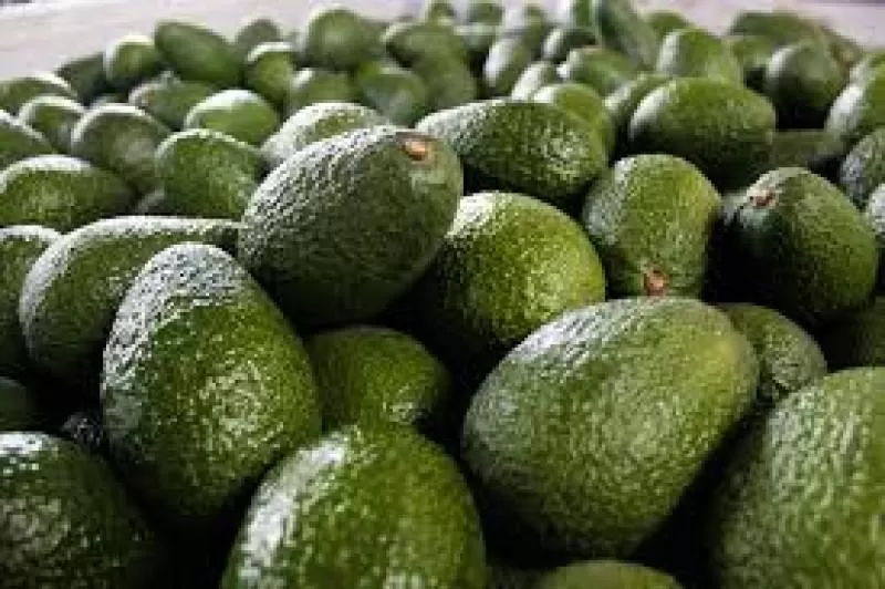 PALTA. El año pasado Perú exportó casi 537.000 toneladas de esta fruta; esta cifra implica un 30% más que en 2020. 