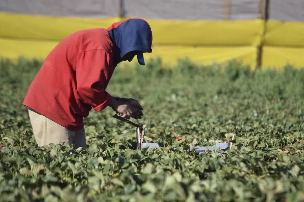 MANO DE OBRA. Entre 8 y 12 personas pueden trabajar por hectárea en la producción de las frutillas. Reuters