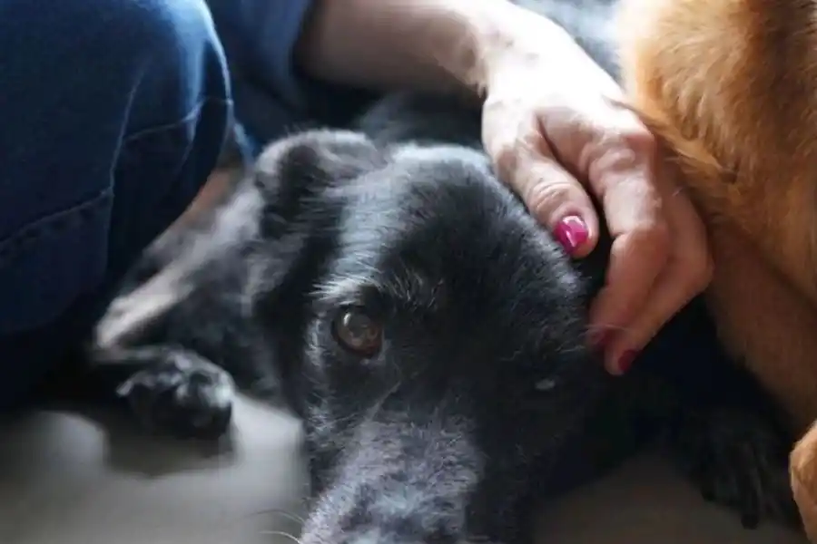 DESPEDIDA. Eleonora Wexler contó su tristeza por redes sociales.