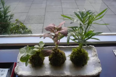 Kokedamas:plantas frescas y que no requieren macetas