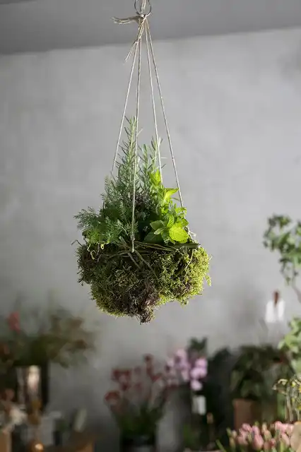 COLGANTE. No se desarma, pero hay que mantenerlas a la sombra.