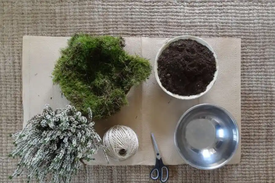 TODO LISTO. La tierra, la planta, el musgo, los hilos y la tijera. 