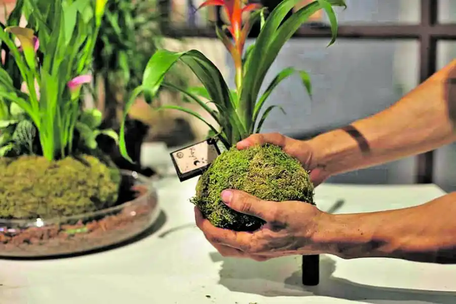 PROCEDIMIENTO SENCILLO. Con la tierra se forma un “bollito”.