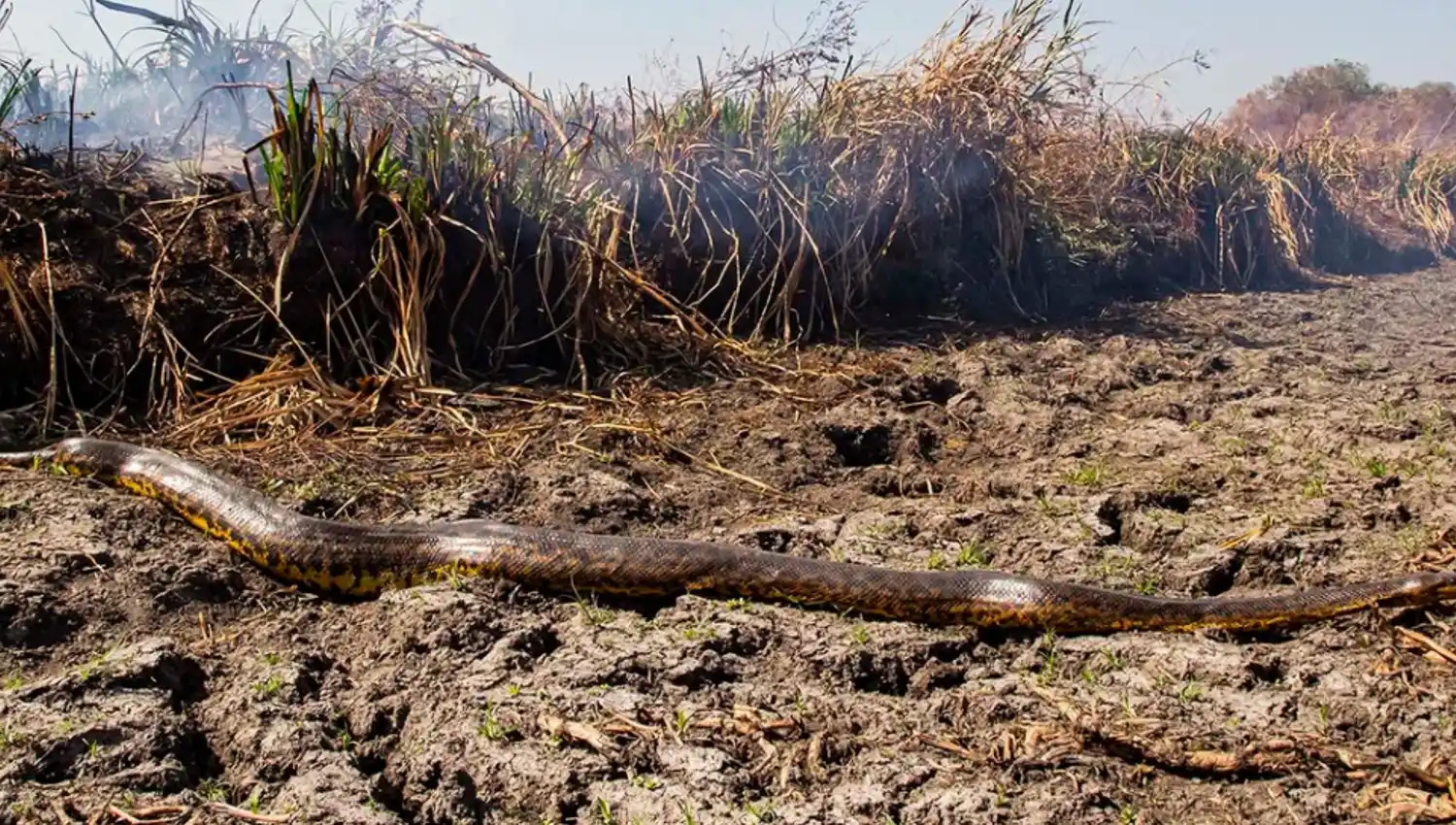 EN PELIGRO. Una anaconda amarilla intenta escapar de los incendios en Corrientes. FOTO DE TWITTER.COM/WHITE.EMILIO