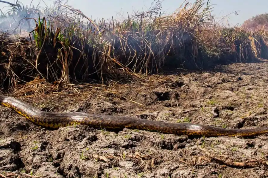 EN PELIGRO. Una anaconda amarilla intenta escapar de los incendios en Corrientes. FOTO DE TWITTER.COM/WHITE.EMILIO