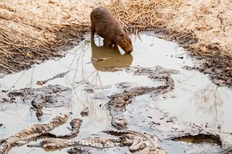 LA FAUNA EN PELIGRO. Un carpincho intenta tomar agua en un estanque atestado de yacarés.