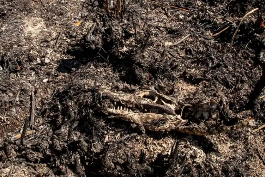 FOTO DE TWITTER/WHITE.EMILIO