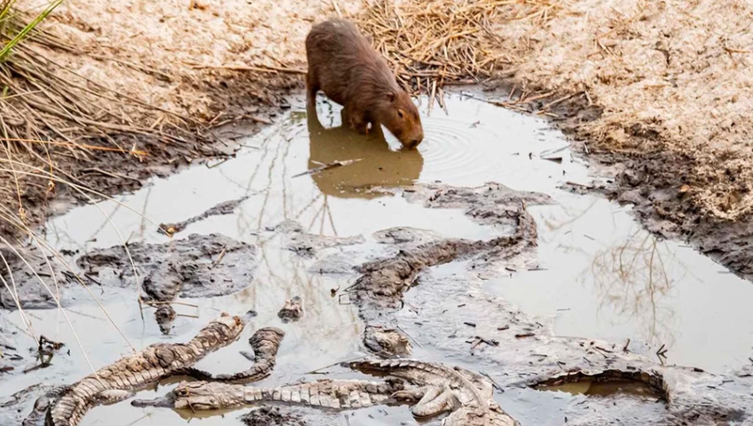 LA FAUNA EN PELIGRO. Un carpincho intenta tomar agua en un estanque atestado de yacarés.