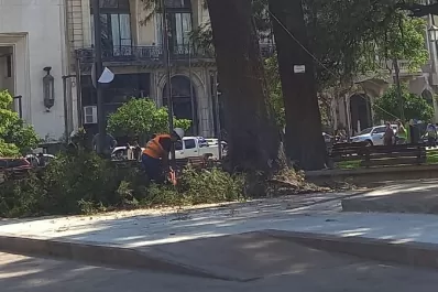 Extraen de raíz uno de los árboles más añejos de la plaza Independencia