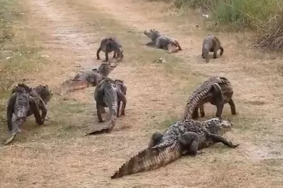 Corrientes en llamas: así huyen pumas y yacarés del fuego