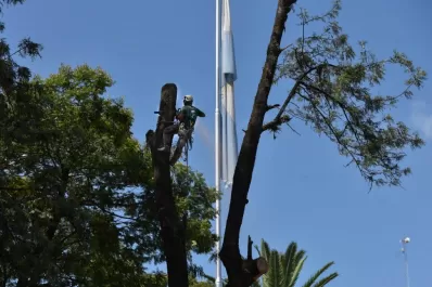Extrajeron un árbol que corría peligro de caerse en la plaza Independencia