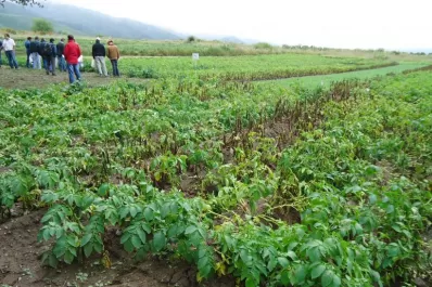 Papa: cuidar la particularidad de Tafí del Valle
