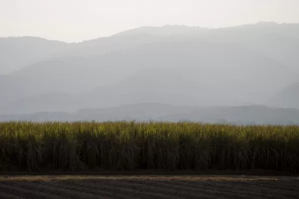 Una encuesta para conocer el análisis del cañero