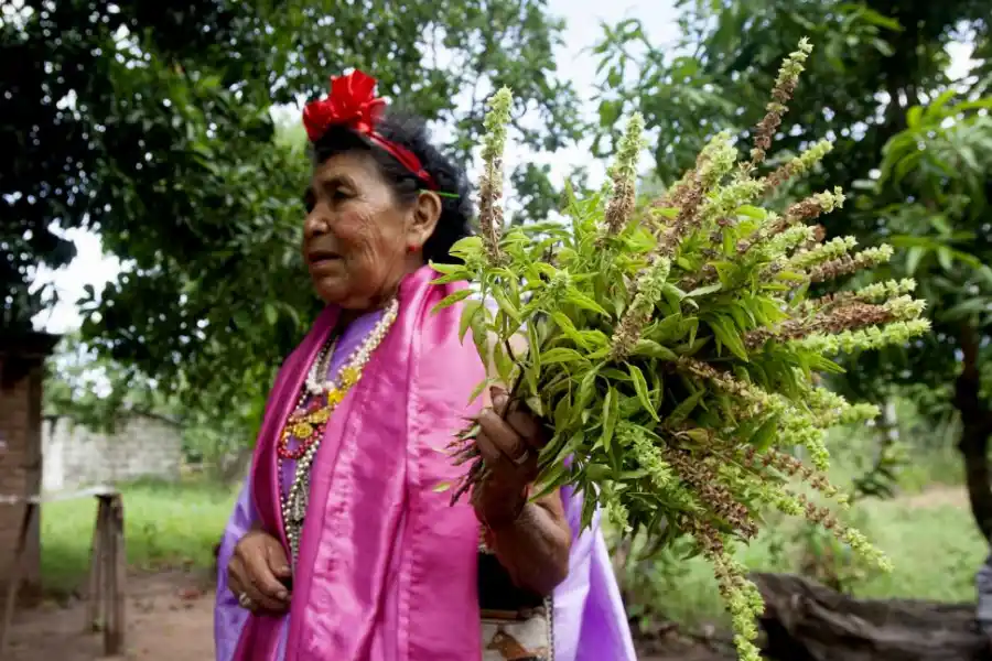 EN LAS YUNGAS. Un clásico: recorrer las calles con el ramo de albahaca. la gaceta / fotos de franco vera  
