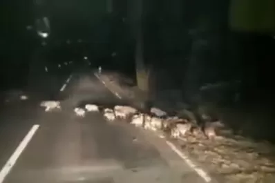 Corrientes: una médica veterinaria atiende gratis a animales quemados