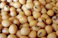 Chicago: la tensión entre Ucrania y Rusia llevó el precio de la soja a su máximo en nueve años