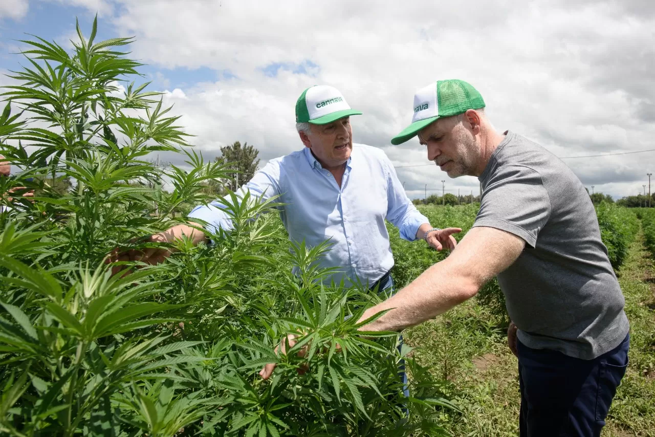 Gerardo Morales y Horacio Rodríguez Larreta, en una plantación de cannabis.