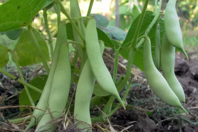 La reducción del cultivo en Brasil favorece al NOA