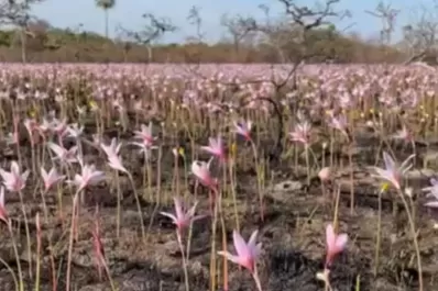 Corrientes: luego de las lluvias brotaron flores en los Esteros del Iberá