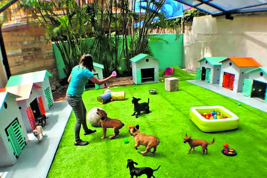 Pensiones: un lugar seguro y amigable donde hospedar a tu perro