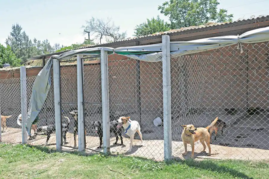 Pensiones: un lugar seguro y amigable donde hospedar a tu perro