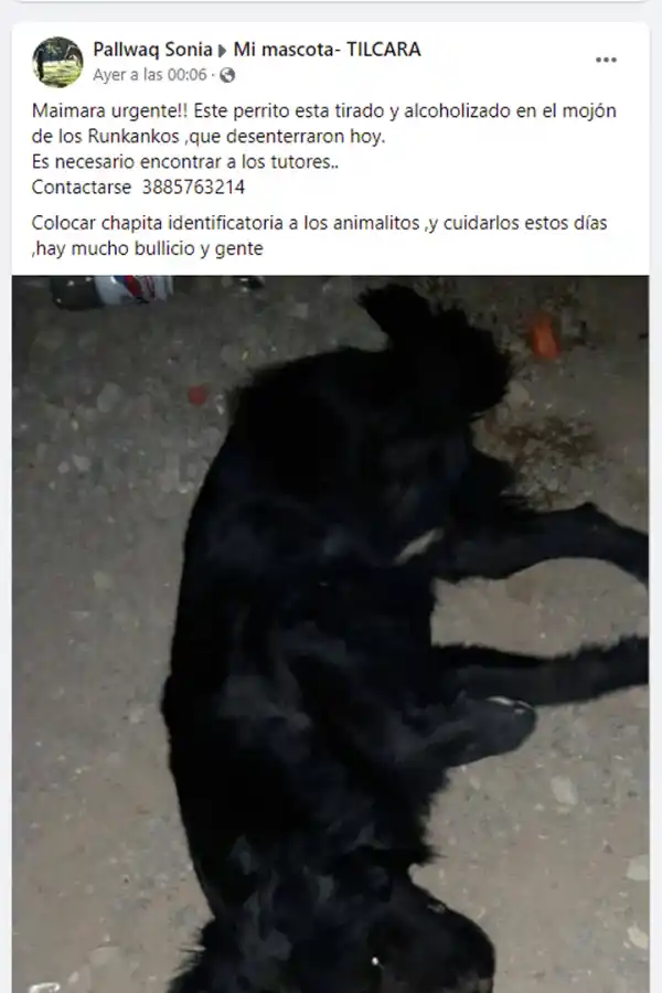 Alcoholizaron a un perro en pleno festejo del Carnaval