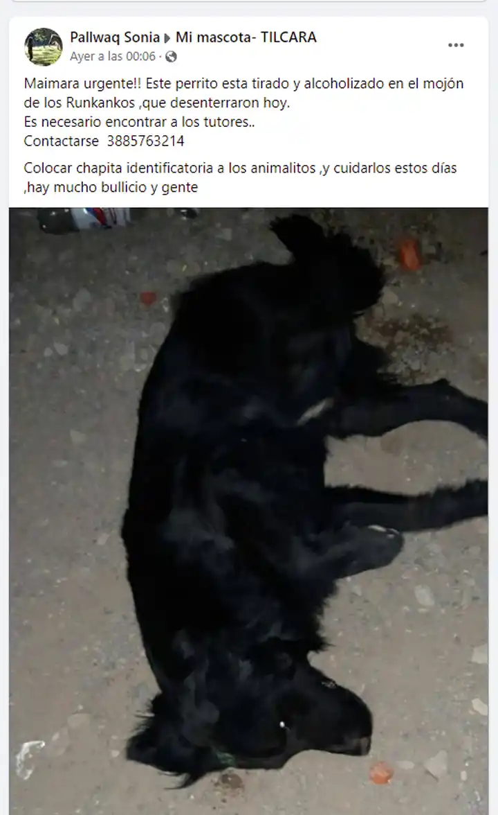 Alcoholizaron a un perro en pleno festejo del Carnaval