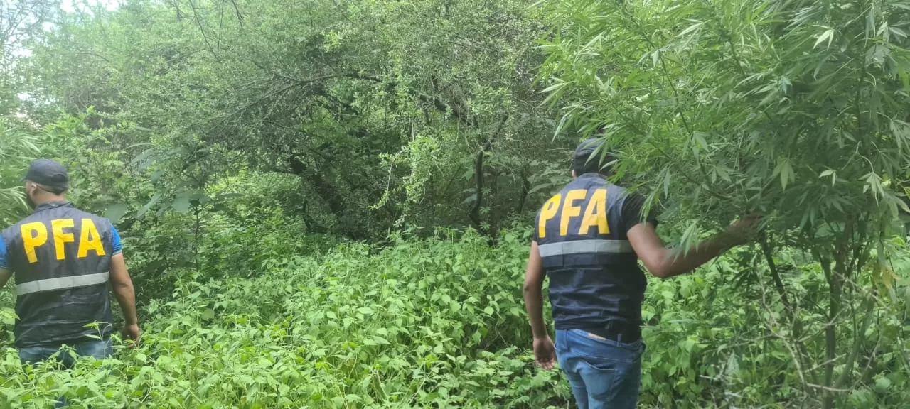 La policía secuestró todas las plantas