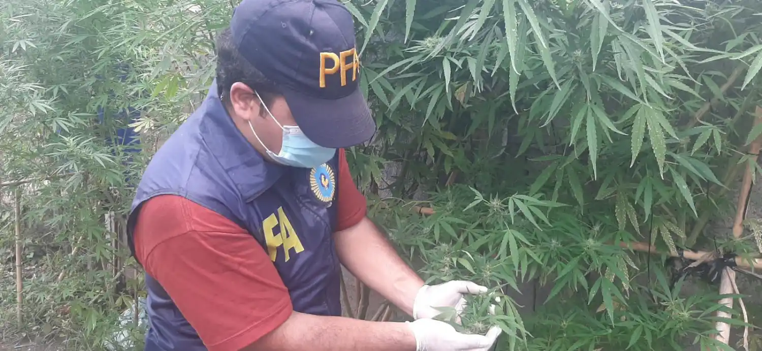 Encontraron una gran plantación de marihuana en un baldío tucumano