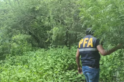 Encontraron una gran plantación de marihuana en un baldío tucumano