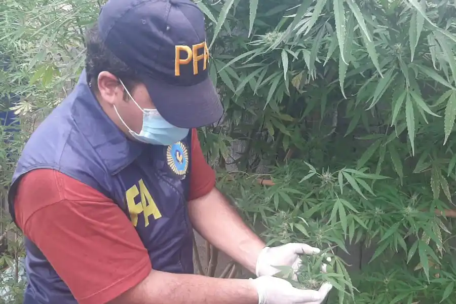 Encontraron una gran plantación de marihuana en un baldío tucumano