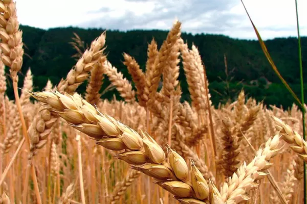 ¿Quién pone los precios?: el trigo representa el 12,9% en el valor del pan