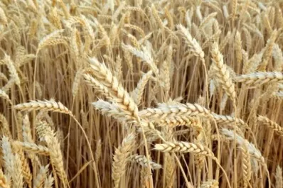Incertidumbre en el productor triguero