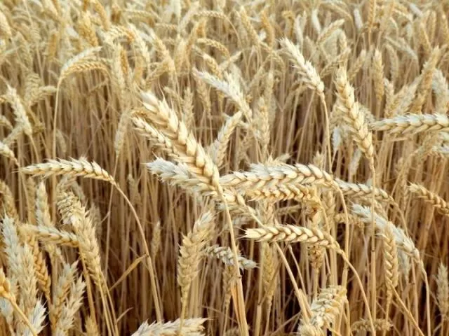 SONDEO. Los productores no están planificando aún la siembra de trigo. credito