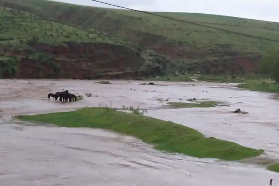 La crecida del río arrasó con algunos animales 